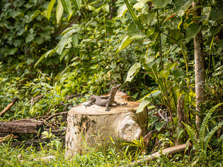 Large Monitor Lizard in Bako National Park, Borneo - Wildlife Photography

