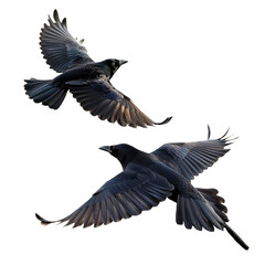 Obraz premium black eagle isolated on white background