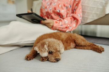 Dog resting on the floor while her owner working on tablet pc in background