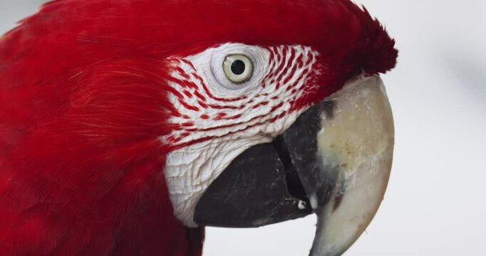 Close up motion footage of Scarlet macaw parrot looking at camera.