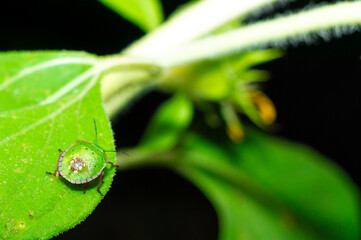 Close-Up of Green Stink Bug on Leaf in Nature