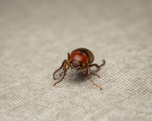 Close-Up of a Brown Beetle on Textured Surface
