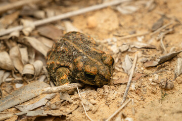 Close-Up of a Camouflaged Toad on Forest Floor