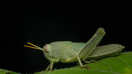 Close-Up of Green Grasshopper on Leaf in Dark Background