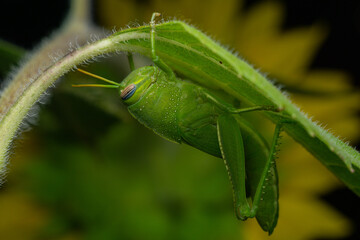 Close-Up of a Green Grasshopper on a Leaf