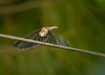 Close-Up of Dragonfly Resting on a Branch in Nature