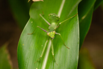 Close-Up of Praying Mantis on Leaf in Natural Habitat
