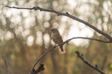 Peaceful Sparrow Perched on a Tree Branch in Nature