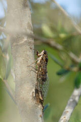 Cicada Resting on Tree Bark in Natural Habitat
