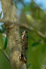 Close-Up of a Cicada on a Tree Branch in Nature