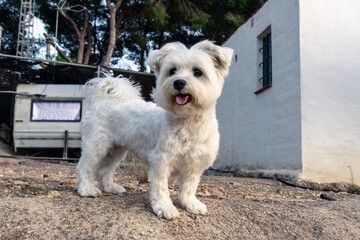 Adorable White Dog Standing Outdoors on Sunny Day