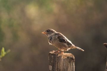 Sparrow Resting on Wooden Post in Sunlit Background