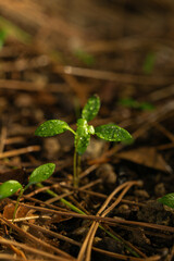 Young Seedling with Water Droplets in Sunlit Forest Floor