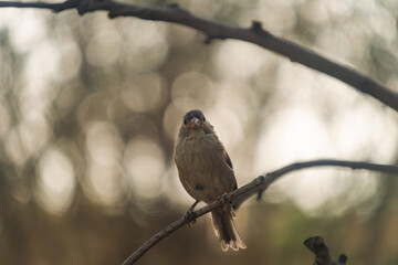 Lonely Sparrow Perched on a Branch in Soft Focus