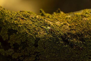 Close-Up of Mossy Tree Bark in Natural Light