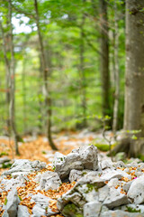 Stone paths in the forest on a mount Platak, Croatia. Blurred forest background 