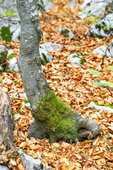 Moss covered tree and dry leaves in autumn forest in Platak, Croatia 