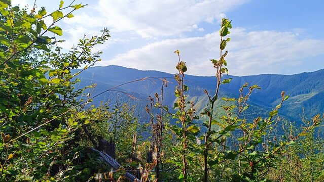flowers in the field