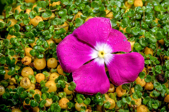 Blooming yellow nertera on a black background