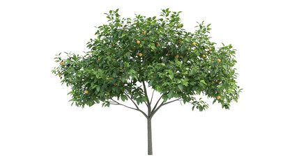 Fruit Tree with Green Leaves and Yellow Fruit Isolated on Checkered Background