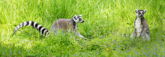 Banner with animals. One lemur looks at another lemur in natural conditions. Relationships between animals. Ring-Tailed Lemur (Lemur catta) © myschka79