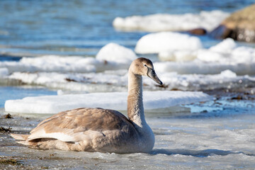 Young mute swan (Cygnus olor) on grey plumage resting on ice on a sunny late winter day in Estonian nature © Kersti Lindström