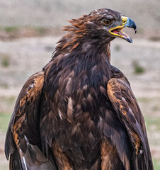 Falconeers falcon in Kyrgyzstan
