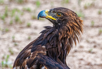 Falconeers falcon in Kyrgyzstan