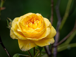 Bright yellow rose blooming in a garden setting