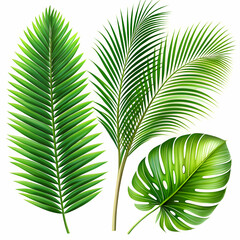 Palm leaves The green leaves of palm trees rests on white background.