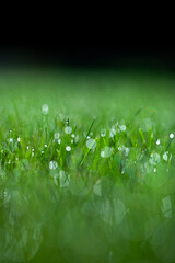  rosa i zielona trawa, piękny zielony trawnik w ogrodzie, green lawn © meegi