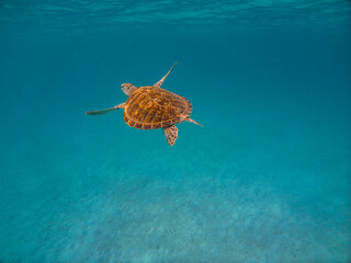 Sea Turtle Among Coral Reefs - Redang Island, Malaysia
