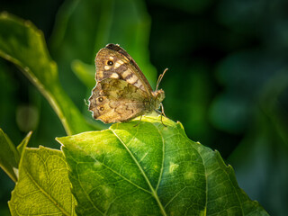 Fototapeta premium Butterfly resting on a green leaf in sunlight