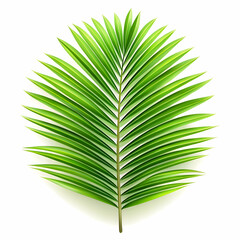 Palm leaves The green leaves of palm trees rests on white background.