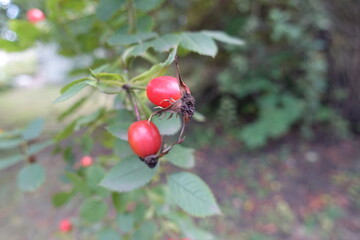 2 ripe red rose hips on the branch in September