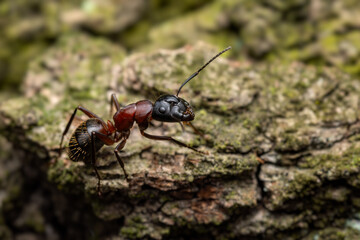 Carpenter Ant - Camponotus ligniperdus, large black and brown ant from Palearctic forests and woodlands, Zlin, Czech Republic.