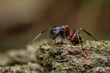 Carpenter Ant - Camponotus ligniperdus, large black and brown ant from Palearctic forests and woodlands, Zlin, Czech Republic.