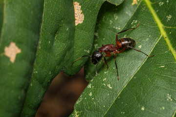 Carpenter Ant - Camponotus ligniperdus, large black and brown ant from Palearctic forests and woodlands, Zlin, Czech Republic.