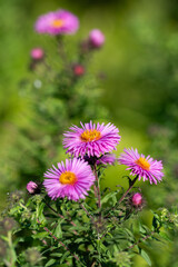 Obraz premium pink flowers in the garden