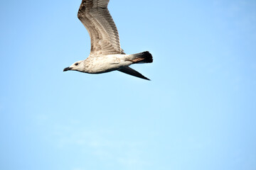Young yellow-legged gull (Larus michahellis) soaring with wings spread in the blue sky. A lonely sea bird. Seagull. 