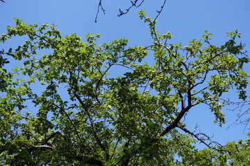 Azure blue sky and branches of apple tree with green fruits in July