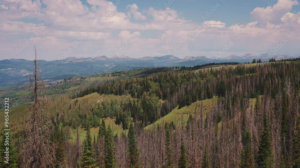 Poster dried cypress trees over mountains with passing cloud shadows. timelapse