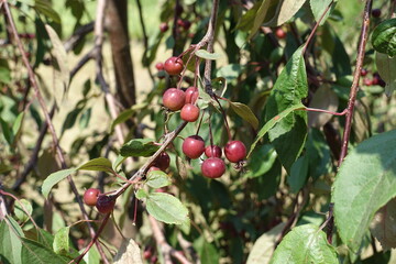 Close view of red crab apples in July