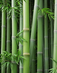 Obraz premium Side view of bamboo plant illustration