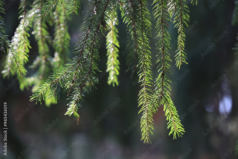 Aufkleber A detailed view of a pine tree branch with needles and cones.