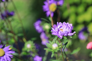 A close-up shot of a beautiful purple flower growing in a lush green field.