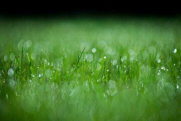  rosa i zielona trawa, piękny zielony trawnik w ogrodzie, green lawn © meegi