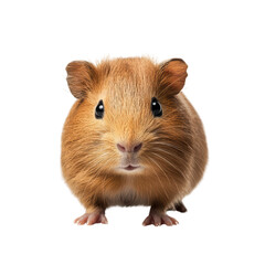 Adorable Brown Guinea Pig with Cute Expression Isolated on Background