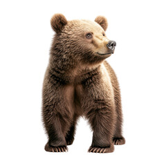 Fototapeta premium Adorable Brown Bear Standing on Hind Legs Isolated on Background