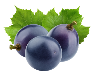 purple or blue Grape, isolated on white background, full depth of field